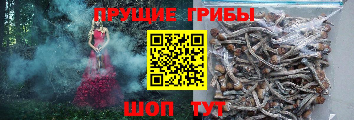 Псилоцибиновые грибы Psilocybine cubensis  Вход с VPN  Саратов  Галлюциногенные грибы Psilocybine cubensis 