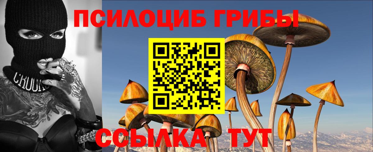 Псилоцибиновые грибы Psilocybe Саратов